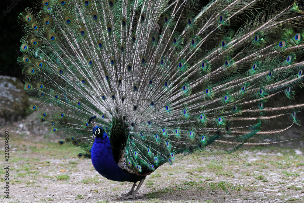 Obraz premium Pfau