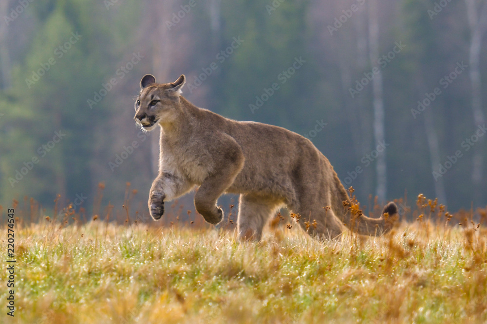 Obraz premium Cougar (Puma concolor), also commonly known as the mountain lion, puma, panther, or catamount. is the greatest of any large wild terrestrial mammal in the western hemisphere
