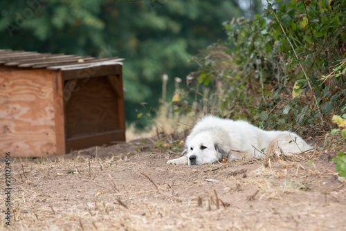Large white guard dog on the farm