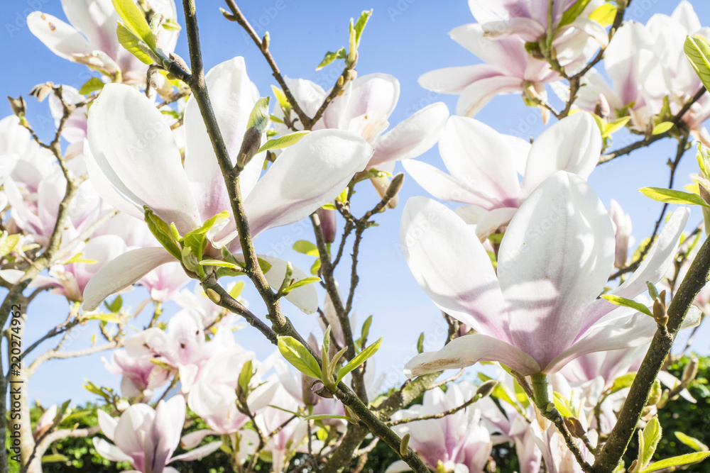 Magnolia tree with white flowers in the summer
