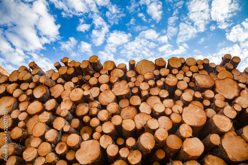 Stacked wood logs - lumber or timber industry concept