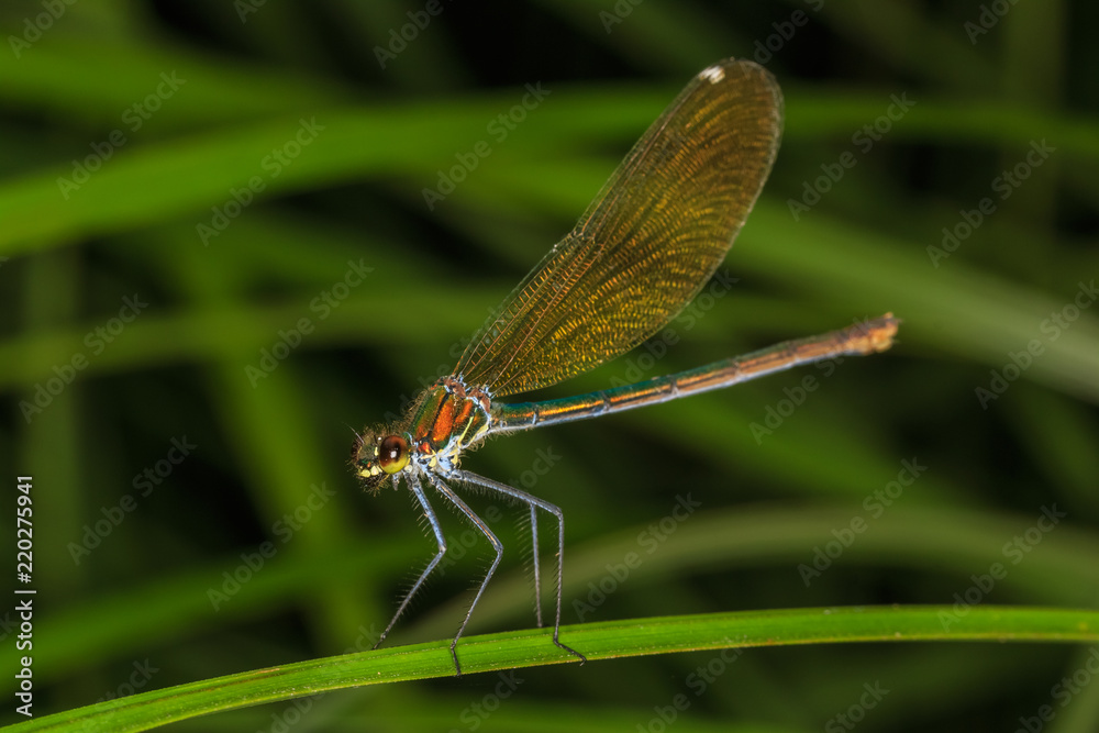 Dragonfly on a grass blade Dragonfly on a grass blade