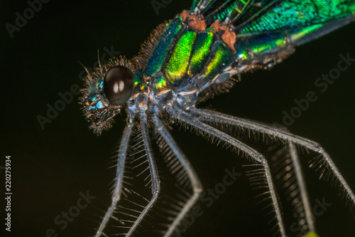 Green dragonfly closeup © erikzunec