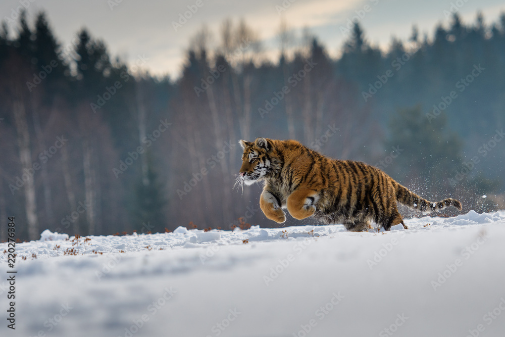 Obraz premium Tygrys syberyjski w śniegu (Panthera tigris)