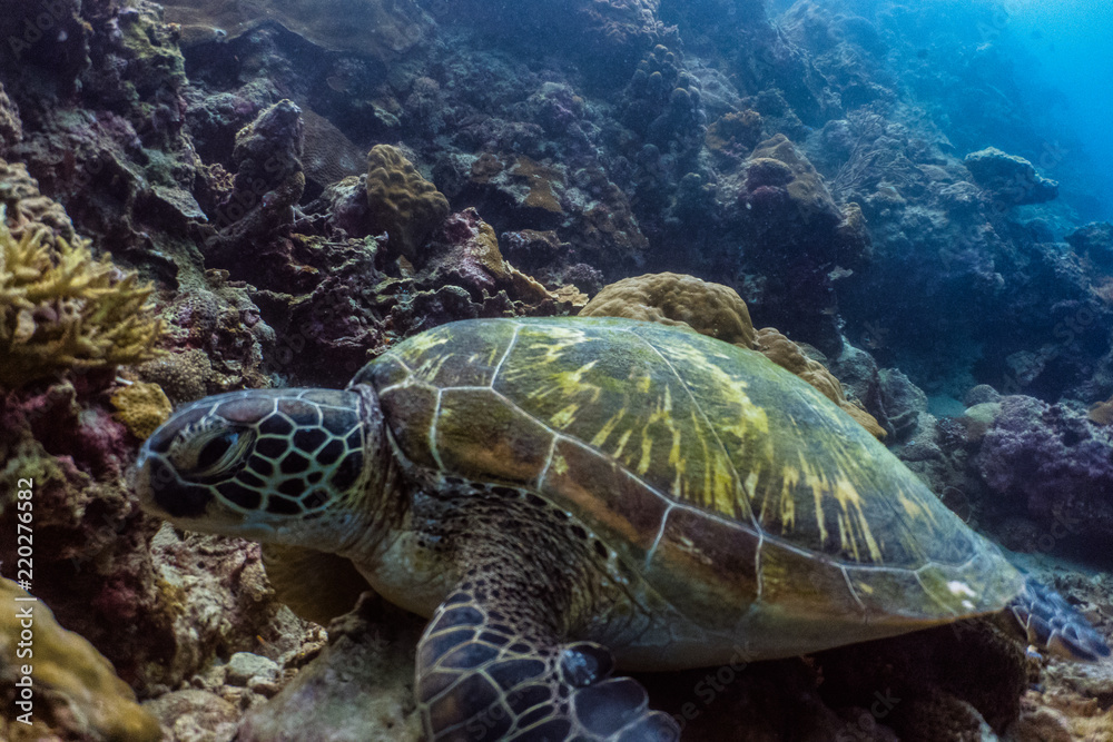 Green sea turtle in a shallow coral reef