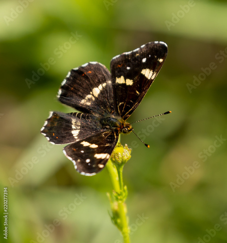 White Admiral Butterfly © David
