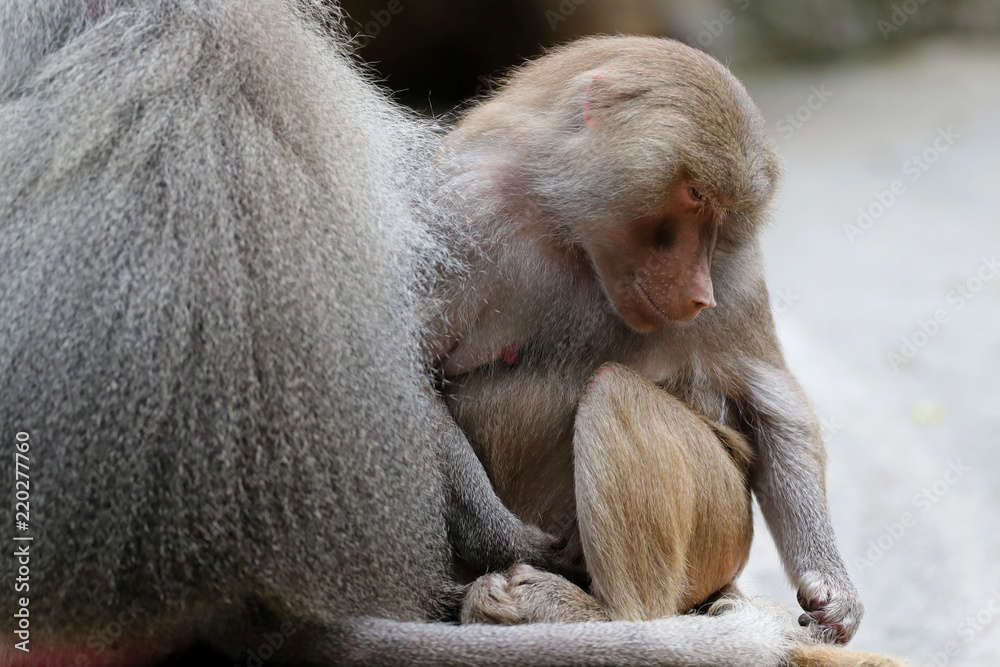 Naklejka premium Pavian