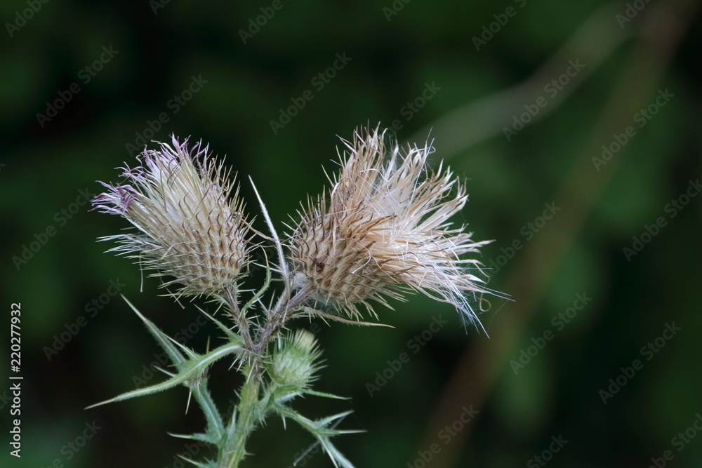 cardo selvatico fiori secchi con sfondo verde , primo piano cardo selvatico fiori secchi con sfondo verde , primo piano