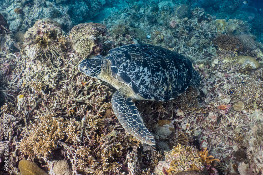 Fototapeta premium Green sea turtle in a shallow coral reef