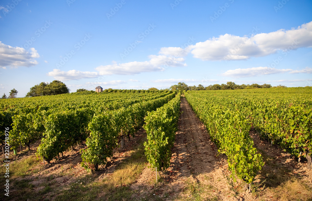 Paysage viticole en Anjou > Maine et Loire > France Paysage viticole en Anjou > Maine et Loire > France