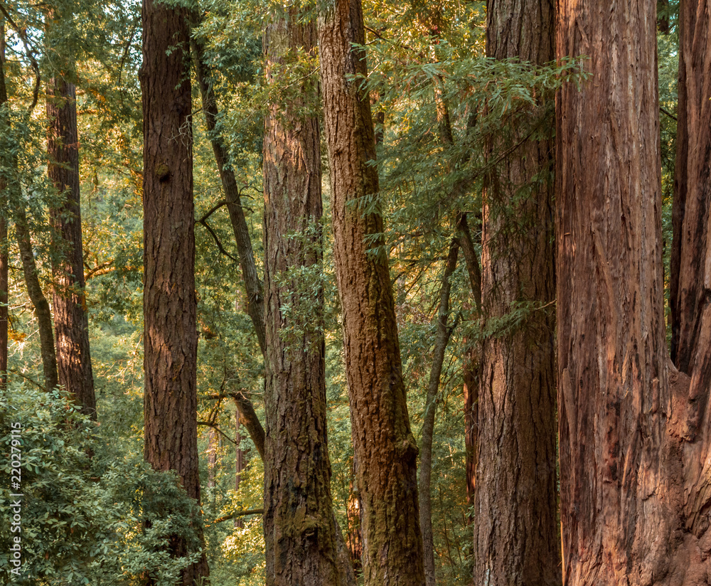Redwood tree grove in Big Basin Redwood State Park in California Redwood tree grove in Big Basin Redwood State Park in California