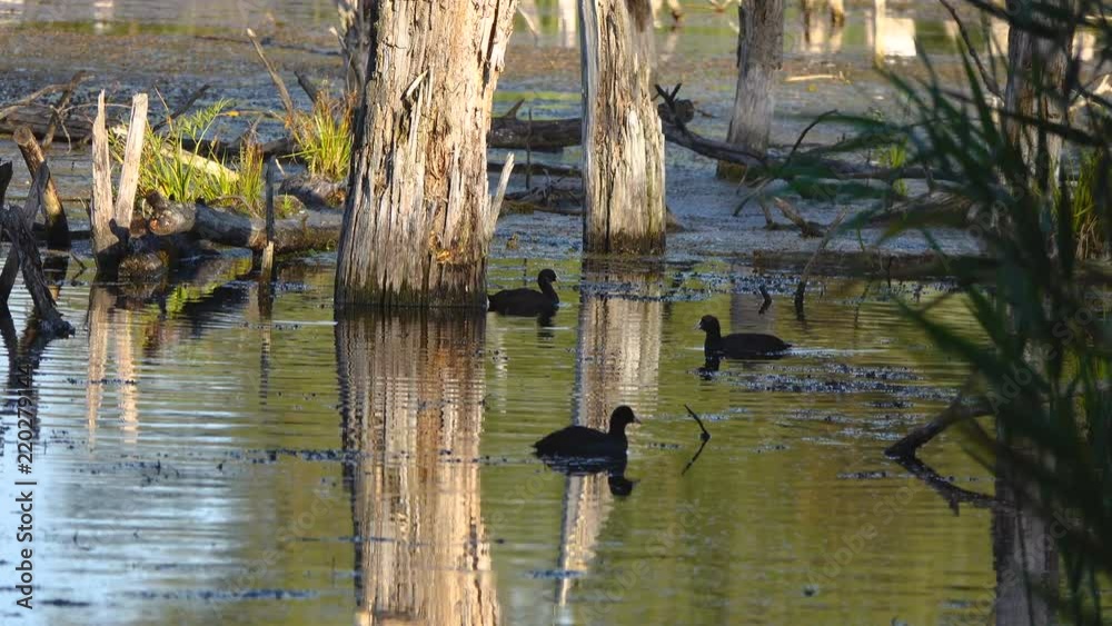 group of cootbirds feeds on a sunny morning on the river. group of cootbirds feeds on a sunny morning on the river.