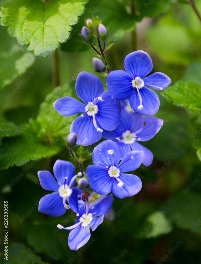 wunderschöne blau leuchtende Gewitterblume
