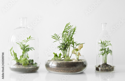 Few green plants in pots protected by a glass dome bottle on a white background.