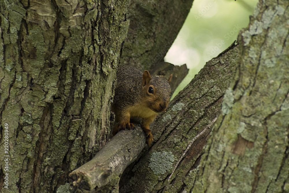 Iowa Fox Squirrel (Sciurus niger) clowning in front of camera in Guthrie Center's Riverside Park Iowa Fox Squirrel (Sciurus niger) clowning in front of camera in Guthrie Center's Riverside Park