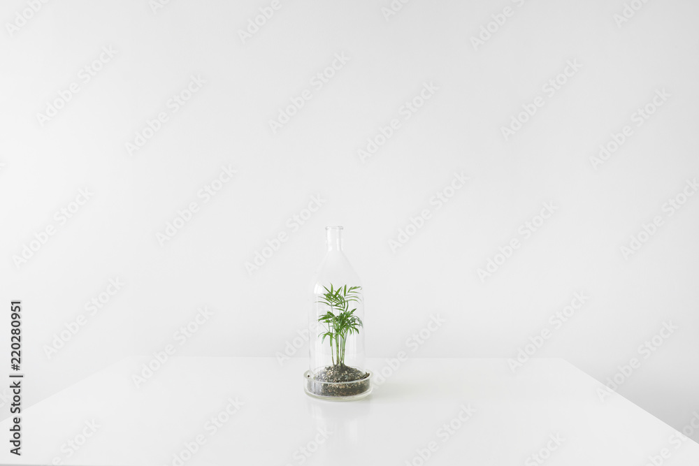 Green plants in pots protected by a glass dome bottle on a white background. Green plants in pots protected by a glass dome bottle on a white background.