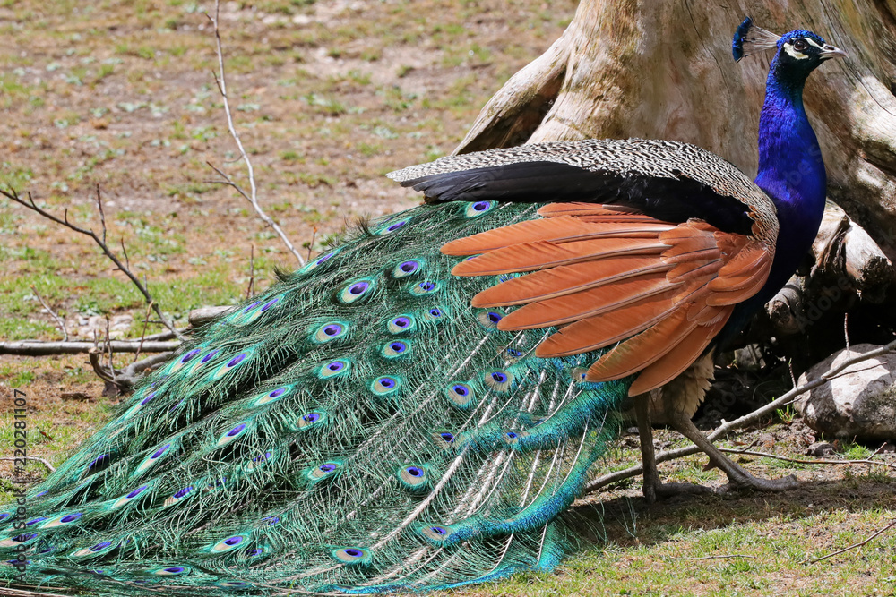 Obraz premium Pfau