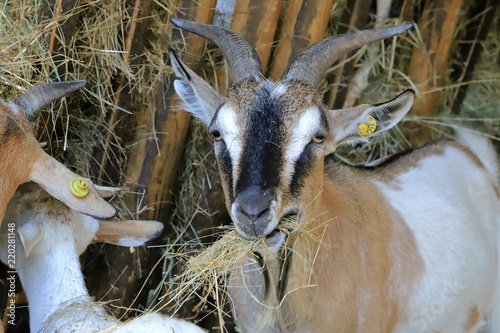 Capra che mangia, Goat eating