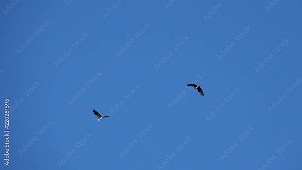 pair of herons flies against the blue sky. pair of herons flies against the blue sky.