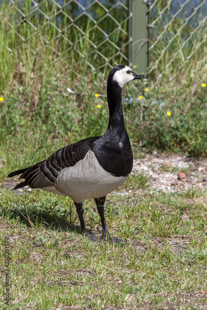 Obraz premium goose on the rocks of Stockholm