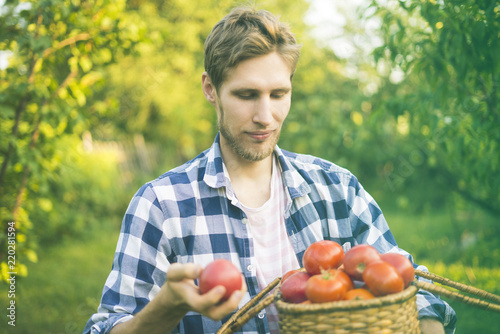 young male farmer gardener collect tomato in basket in summer sunny farm