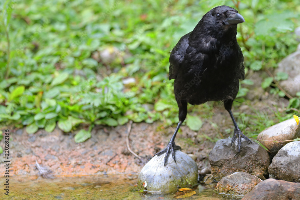 Fototapeta premium Rabenkrähe