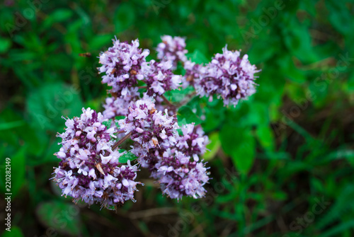 Purple flowers of origanum vulgare or common oregano, wild marjoram. Rain drops