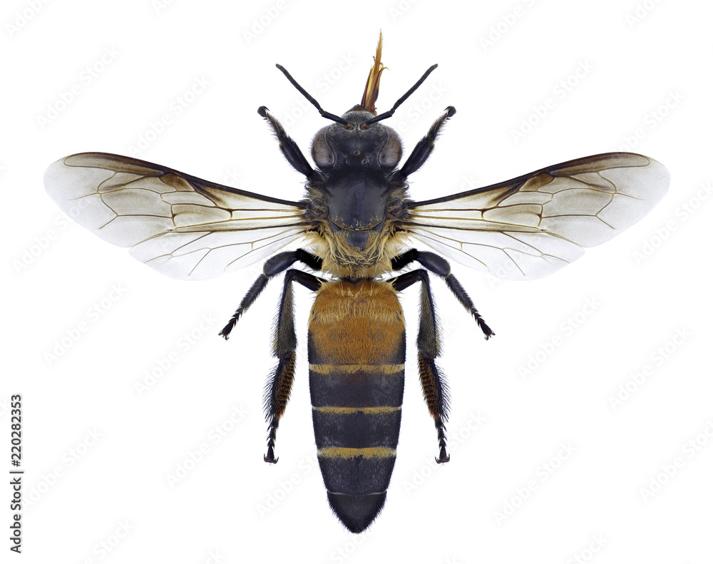 Bee Apis dorsata on a white background Bee Apis dorsata on a white background