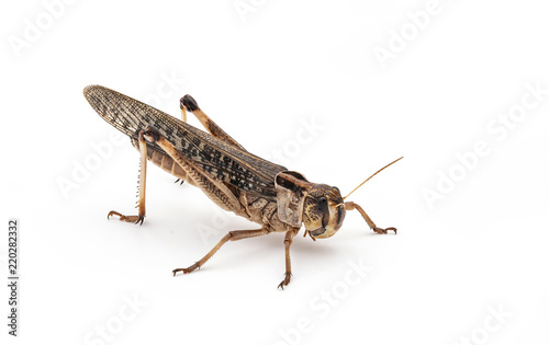 Essbare Insekten (Locusta migratoria) photo