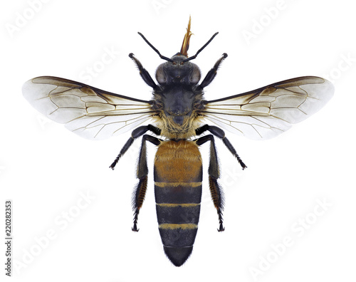 Bee Apis dorsata on a white background