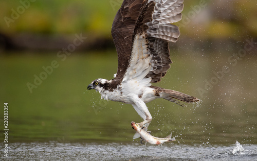Φωτογραφία Osprey catching a fish in the blue sky