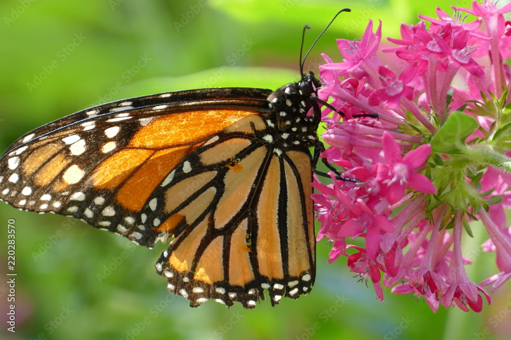 Obraz premium Monarch Danaus plexippus Butterflies of Madeira