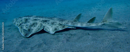 Swimming angelshark over sand in blue ocean in canary island