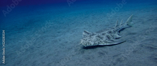 Swimming angelshark over sand in blue ocean in canary island photo