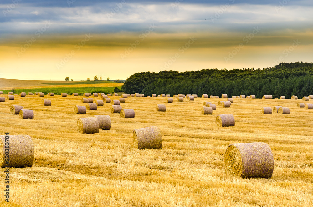 Round bales of hay freshly harvested in a field on a sunny morning sunrise
