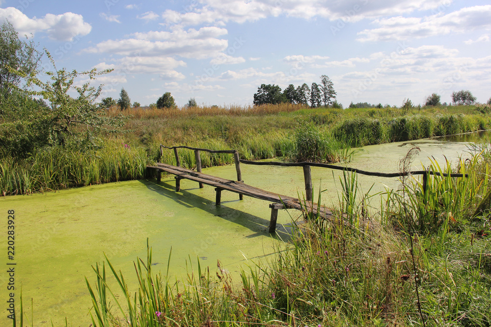 small wooden bridge over a pond overgrown with green duckweed small wooden bridge over a pond overgrown with green duckweed