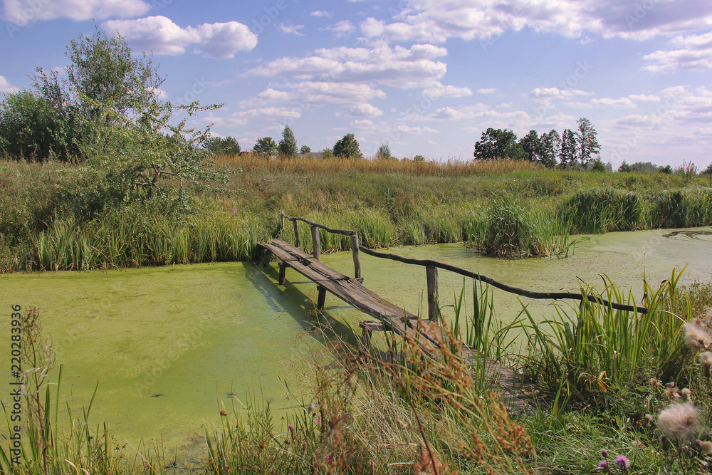 small wooden bridge over a pond overgrown with green duckweed