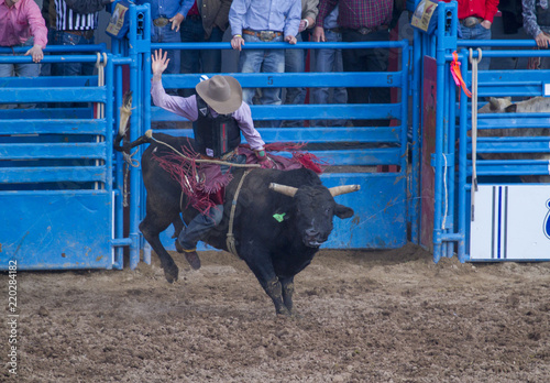 Rodeo bull rider