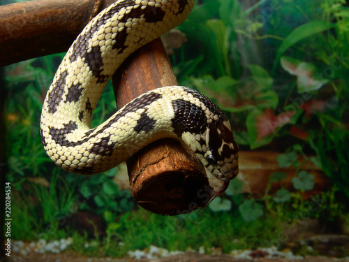 California kingsnake Lampropeltis getulus californiae in terrarium