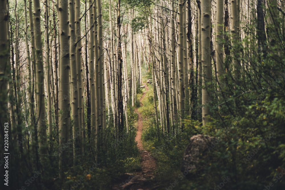 A hiking trail running through aspen trees in Colorado. 