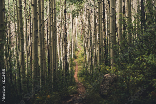 Fototapeta Naklejka Na Ścianę i Meble -  A hiking trail running through aspen trees in Colorado. 