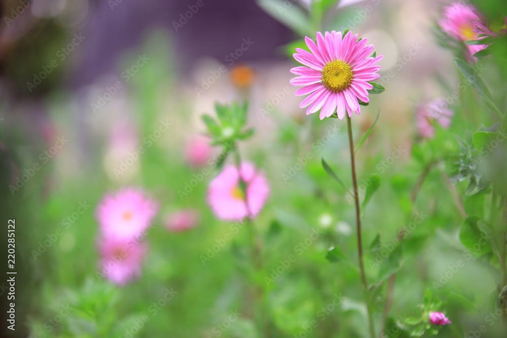 Obraz premium Flower