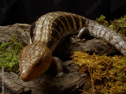 Northern blue-tongued skink Tiliqua scincoides intermedia in terrarium