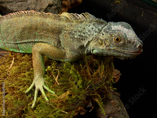 Green iguana Lguana iguana in terrarium