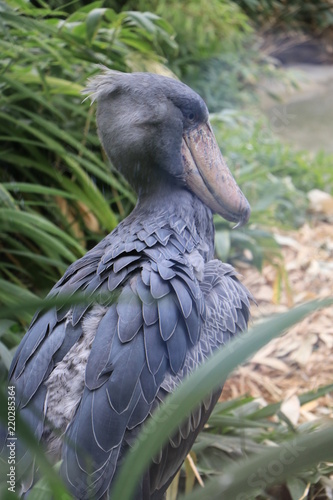 funny bird. shoebill lives in a zoo in the swamp photo