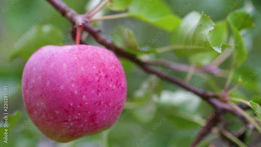 Young apples ripen on a branch among the green foliage. Fruit growing on the farm Young apples ripen on a branch among the green foliage. Fruit growing on the farm