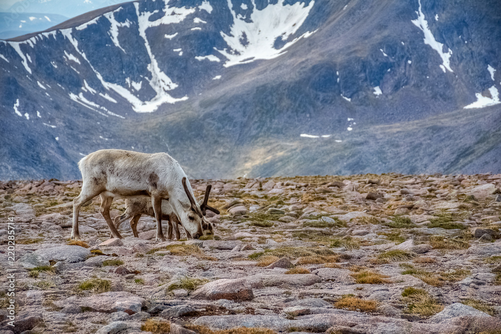 Fototapeta premium Reindeer and its young one feeding, Ben Macdui, Scotland, UK