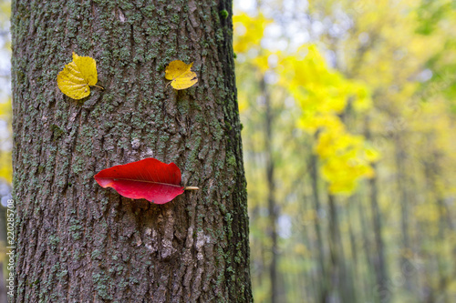 Funny character from the leaves on the trunk of a tree in an autumn park. Nature photo