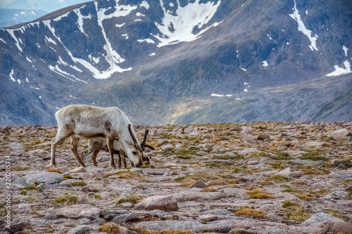 Reindeer and its young one feeding, Ben Macdui, Scotland, UK