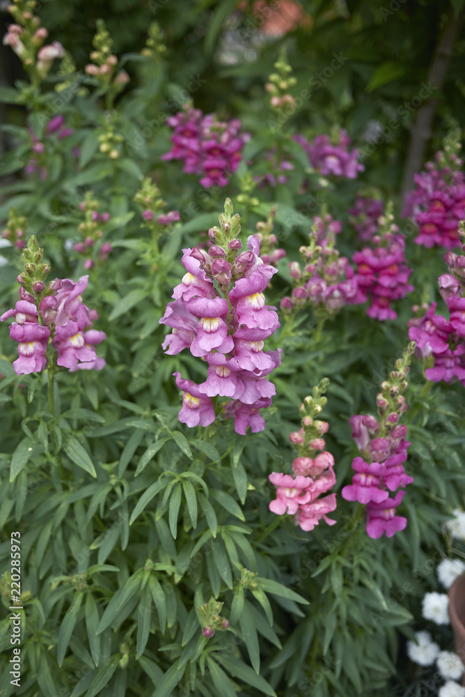 Antirrhinum majus